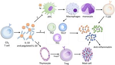 Emerging Role of IL-10 in Hypertrophic Scars